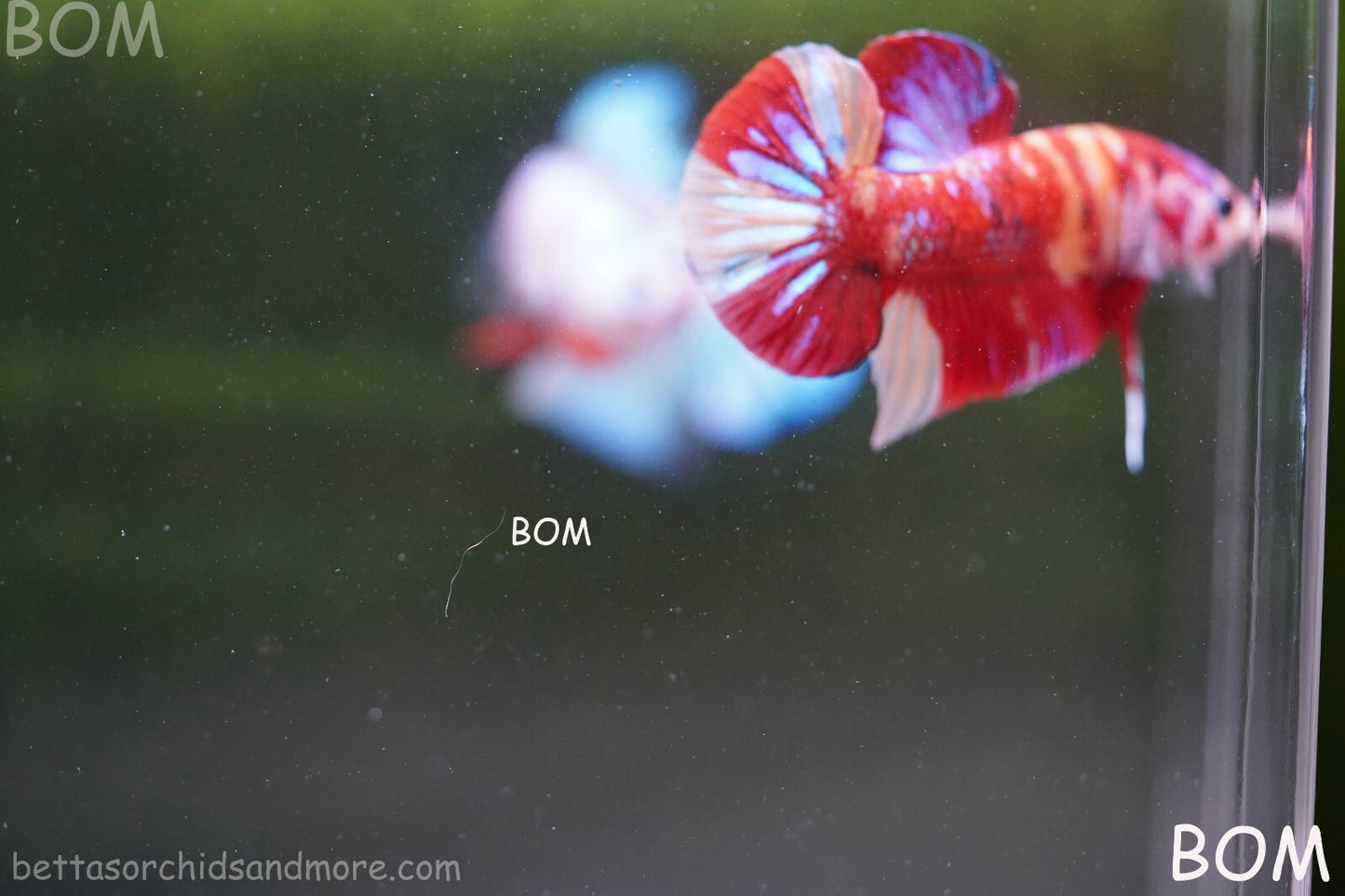LIVE BETTA HMPK MALE LEOPARD | BOM-A264