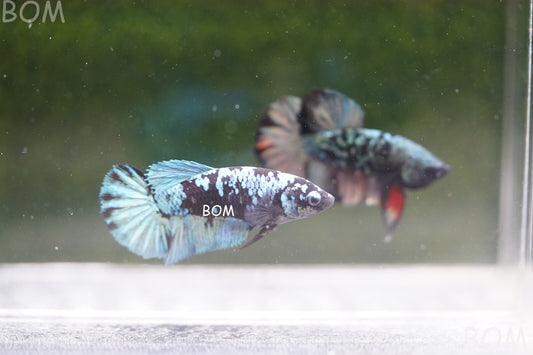 LIVE BETTA FEMALE HALFMOON BLUE AVATAR:  Unique Fish | BOM-A237
