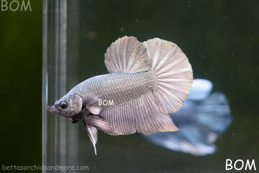 LIVE BETTA GIANT MALE COPPER 5 CM BO | BOM-A315