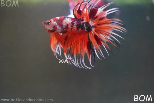 LIVE BETTA MALE DRAGONS CROWN LEOPARDS :  Unique Fish | BOM-A300