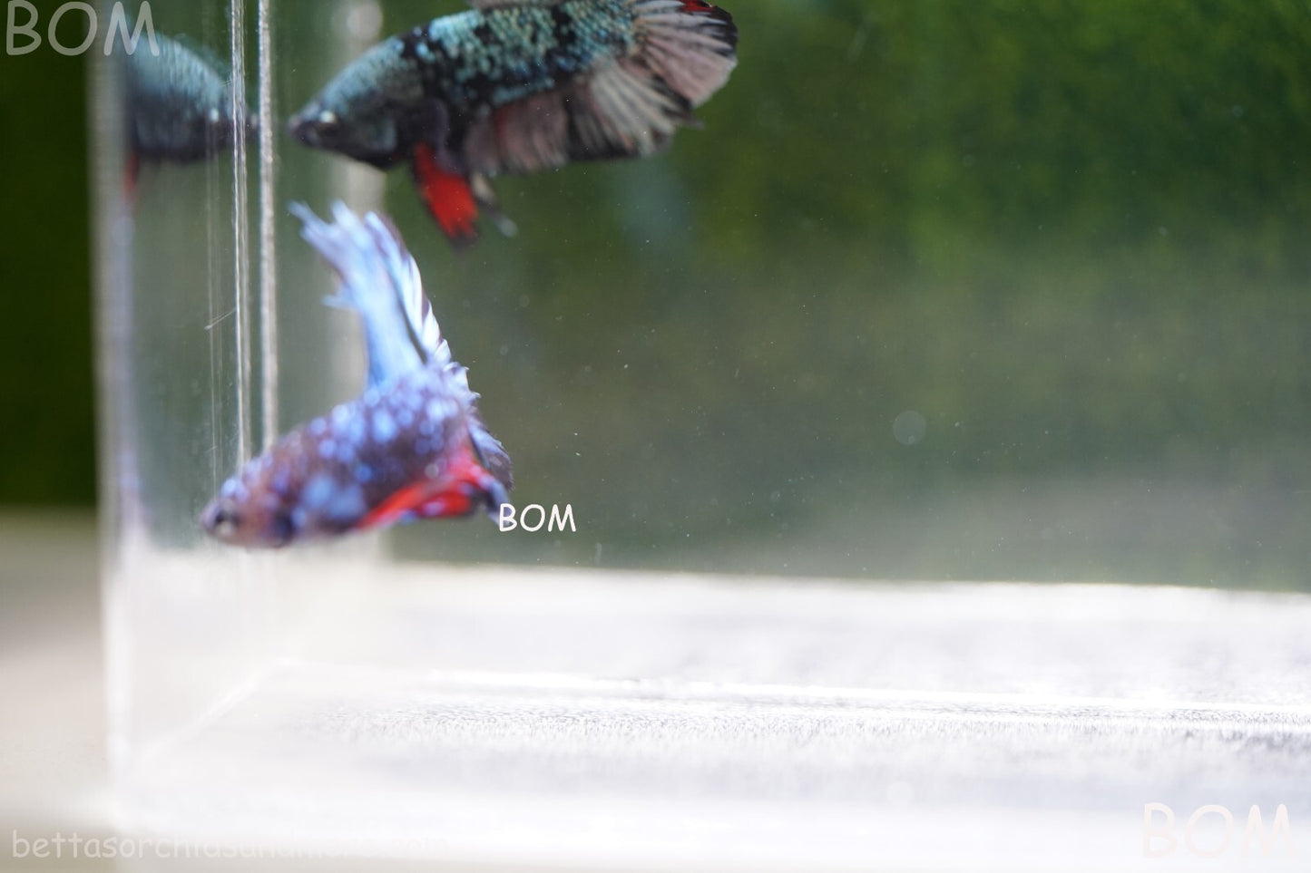 LIVE BETTA MALE HALFMOON BLUE AVATAR:  Unique Fish | BOM-A236