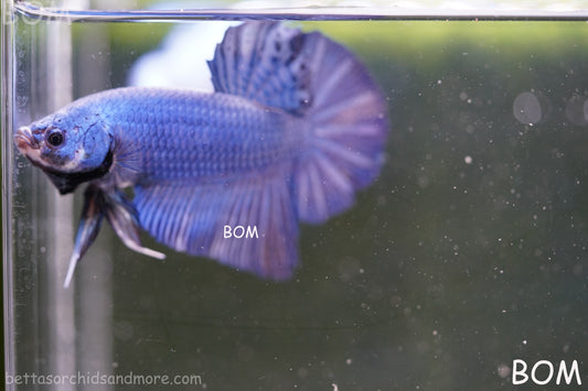 Betta Plakat GIANT MALE BLUE SERIES 5 CM BO | BOM-A305