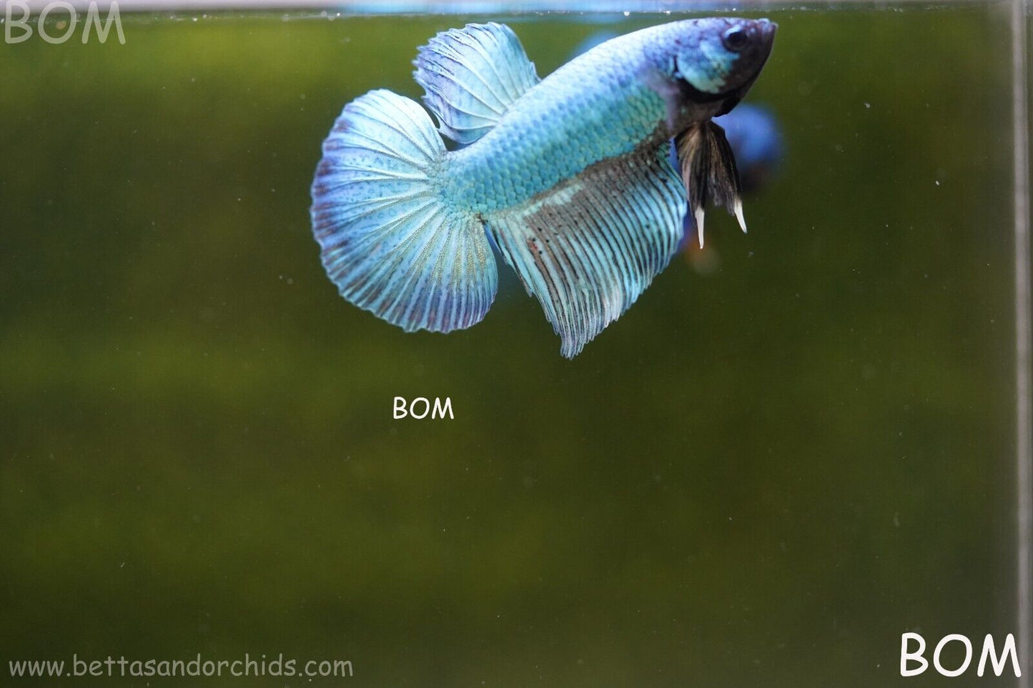 MALE BLUE MASKED FACE SERIES Plakat Betta Fish: Live HMPK BOM-A69