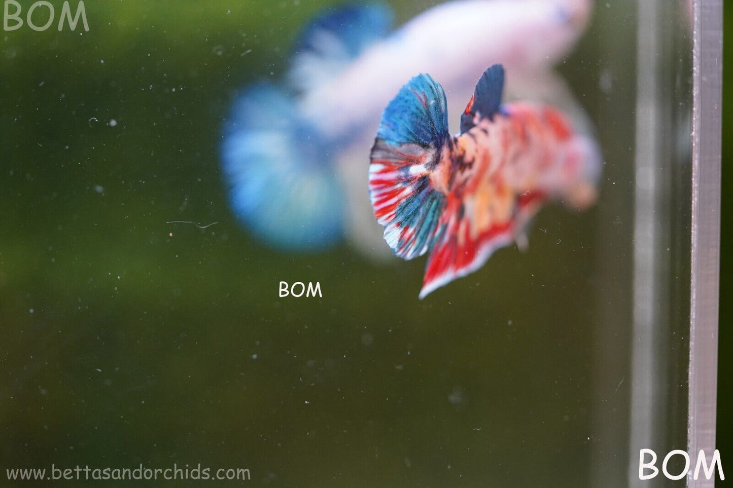 LIVE BETTTA BIG MALE MULTICOLOUR HMPK | BOM-A117