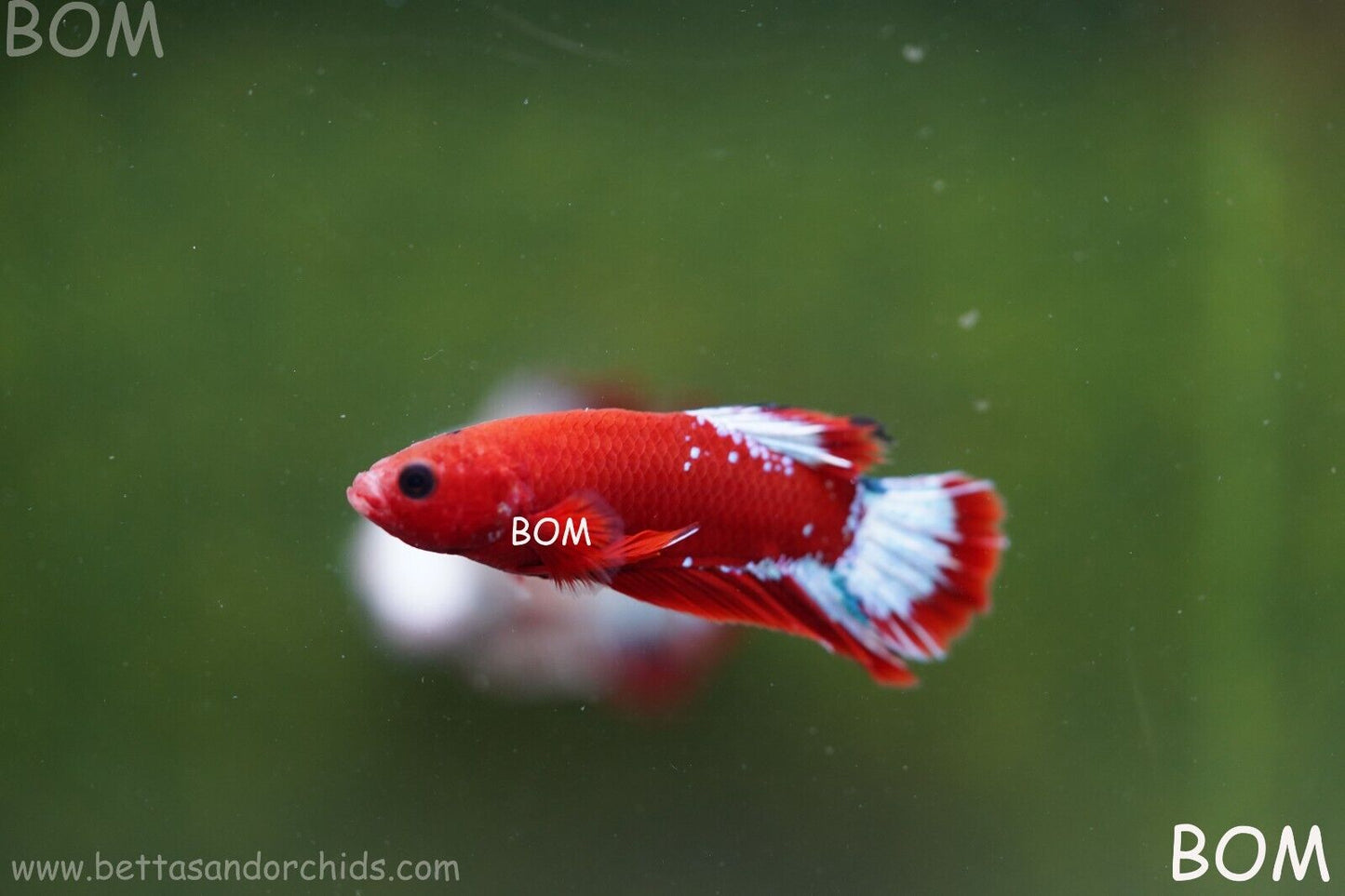 PREMIUM FEMALE HELLBOY HMPK BETTA Fish:Live HMPK | BOM863