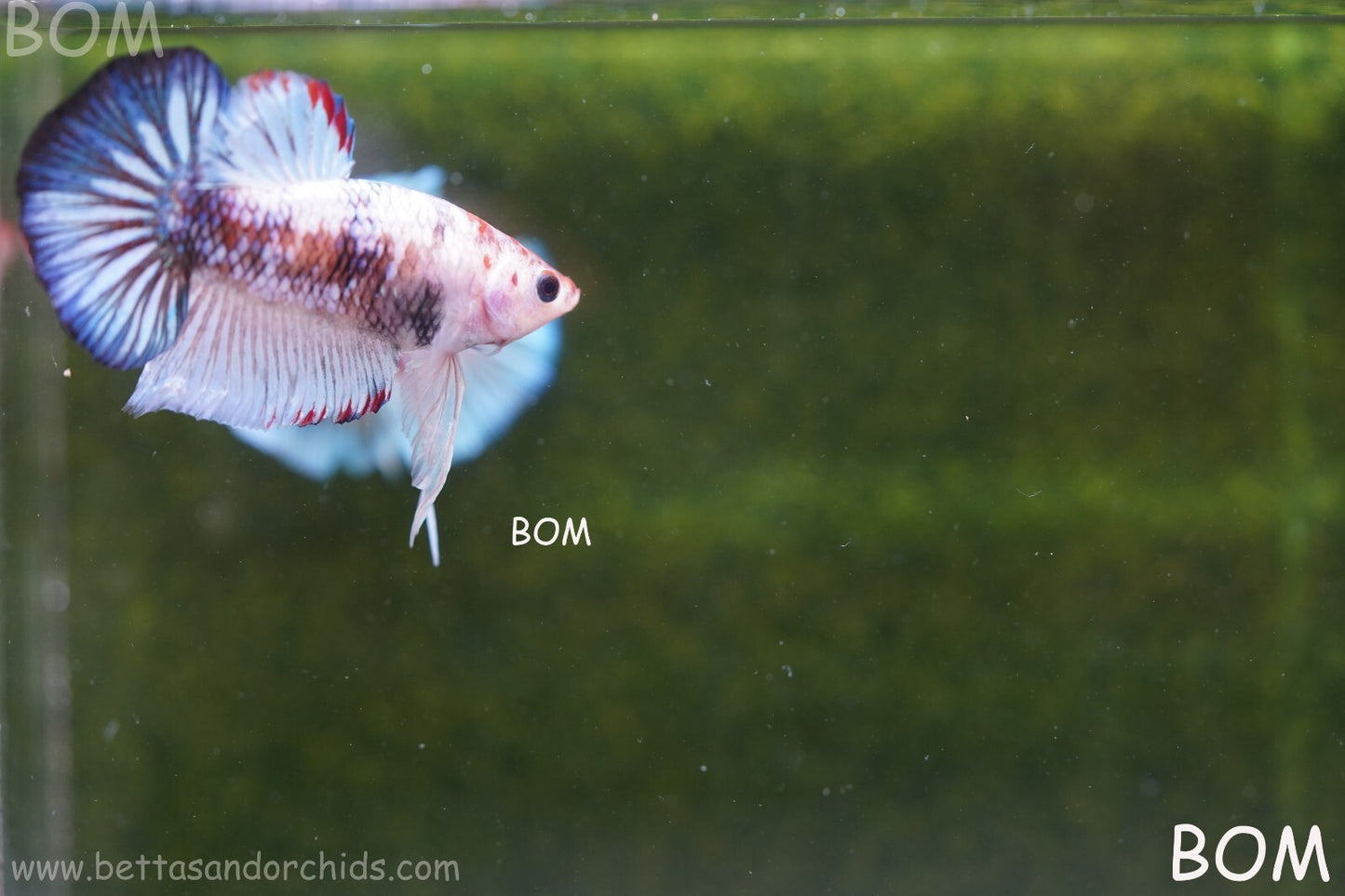 MALE BETTA HMPK MULTICOLOUR | BOM934
