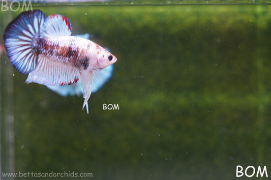 MALE BETTA HMPK MULTICOLOUR | BOM934