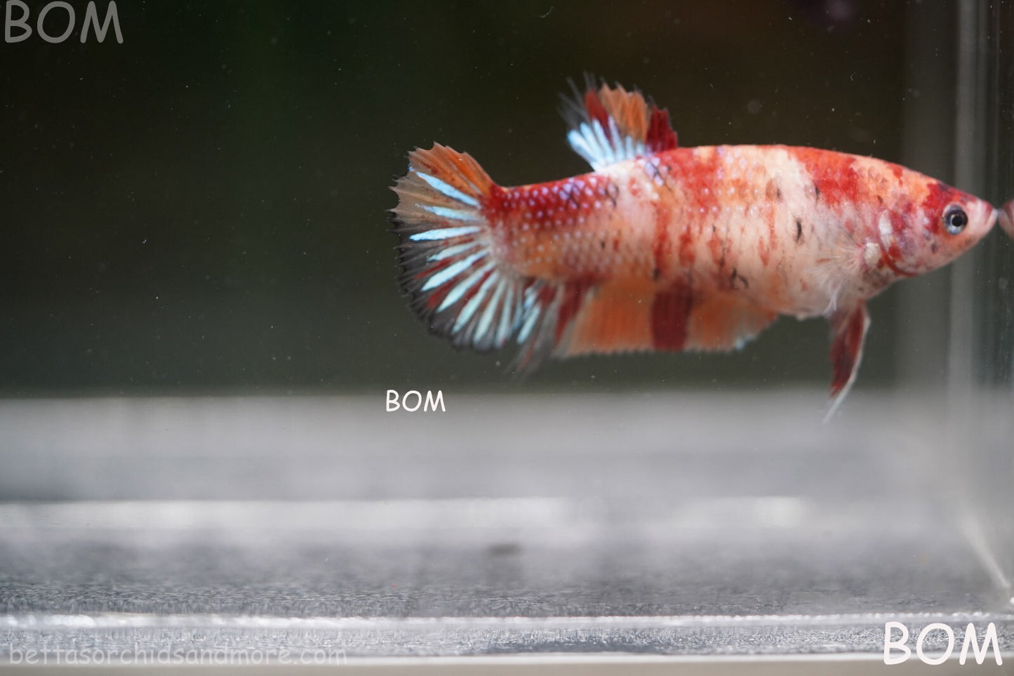 LIVE BETTTA BIG FEMALE MULTICOLOUR HMPK | BOM-A143