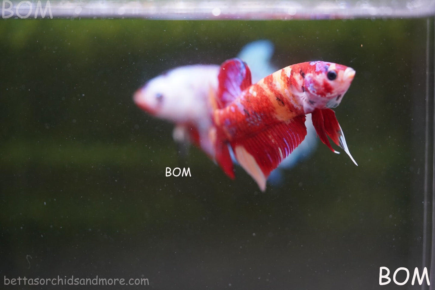 LIVE BETTA HMPK MALE LEOPARD | BOM-A264