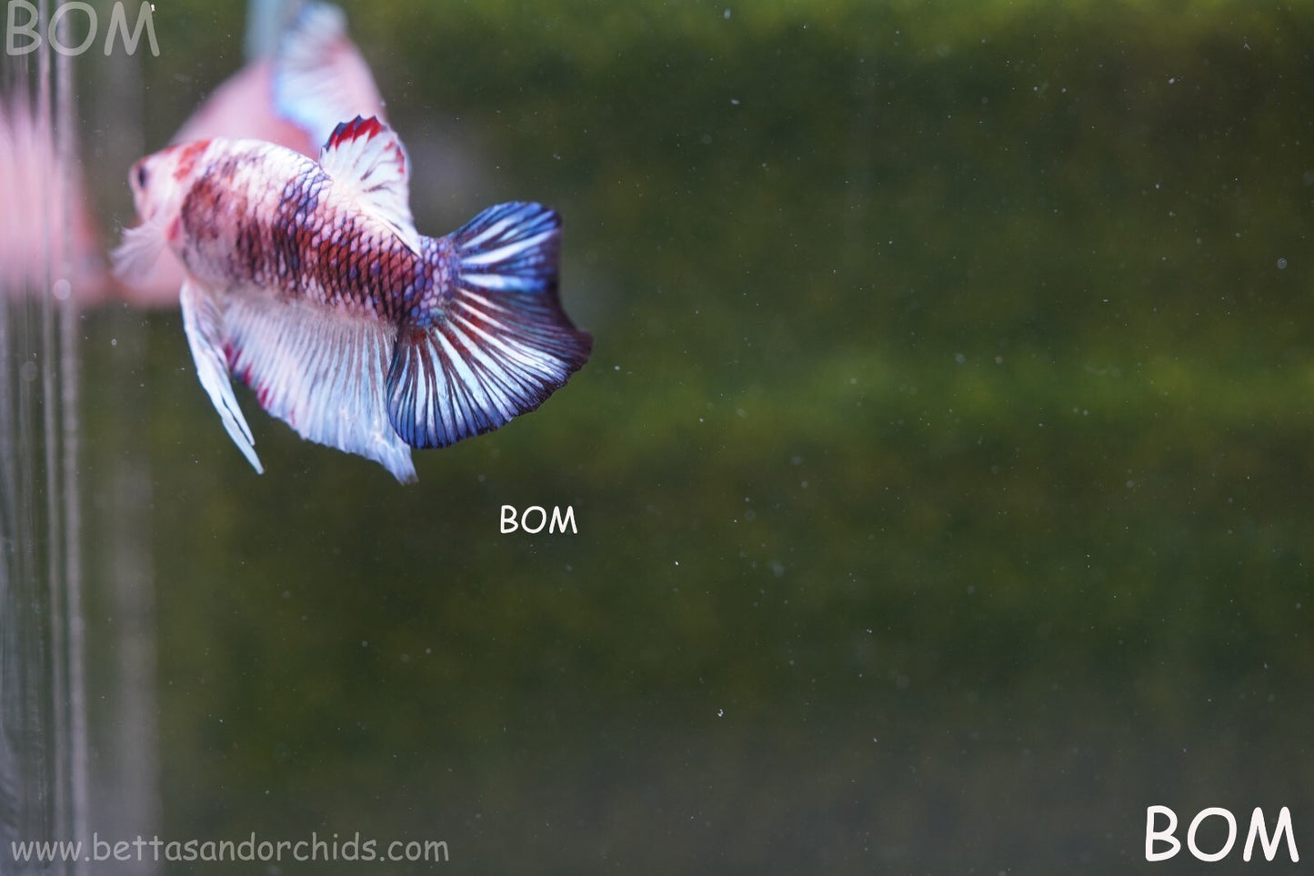 MALE BETTA HMPK MULTICOLOUR | BOM934