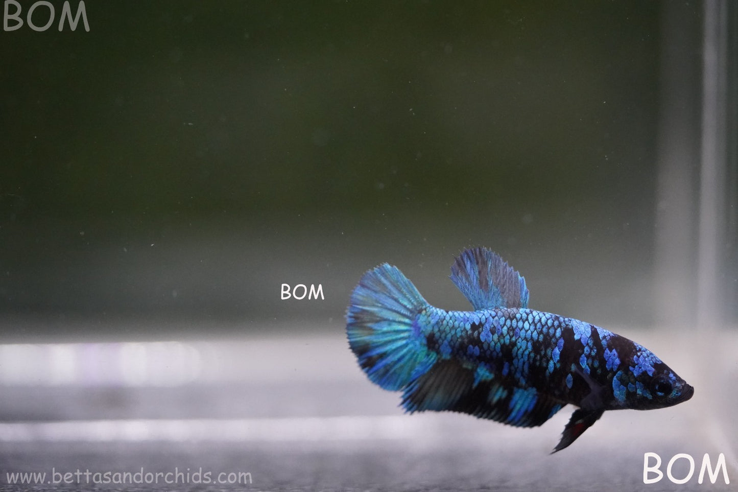 LIVE BETTA FEMALE HMPK GORDON GALAXY DUST | BOM-A503