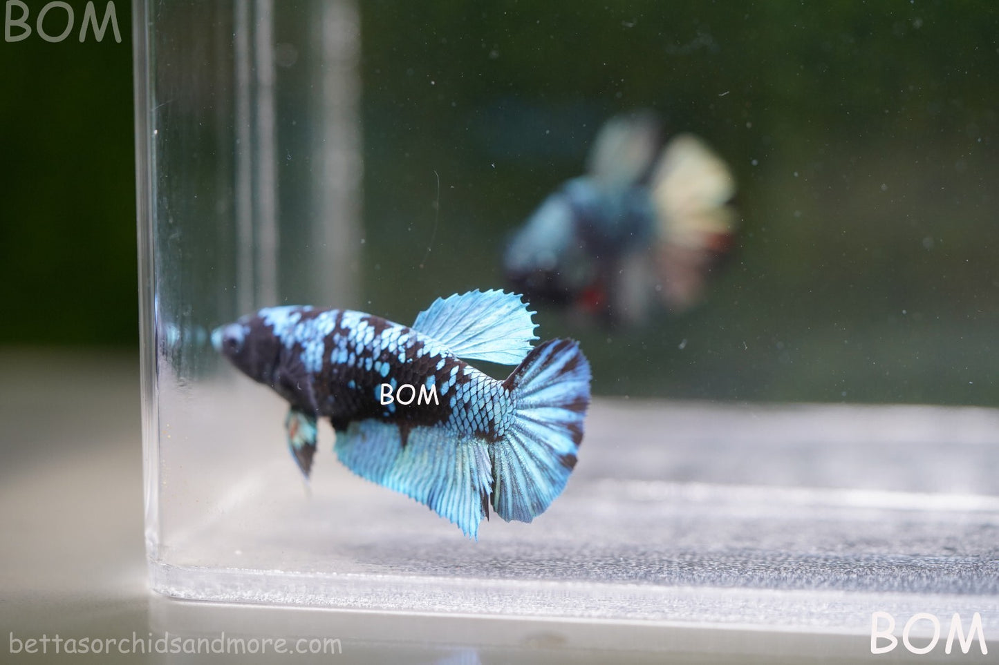 LIVE BETTA FEMALE HALFMOON BLUE AVATAR:  Unique Fish | BOM-A237