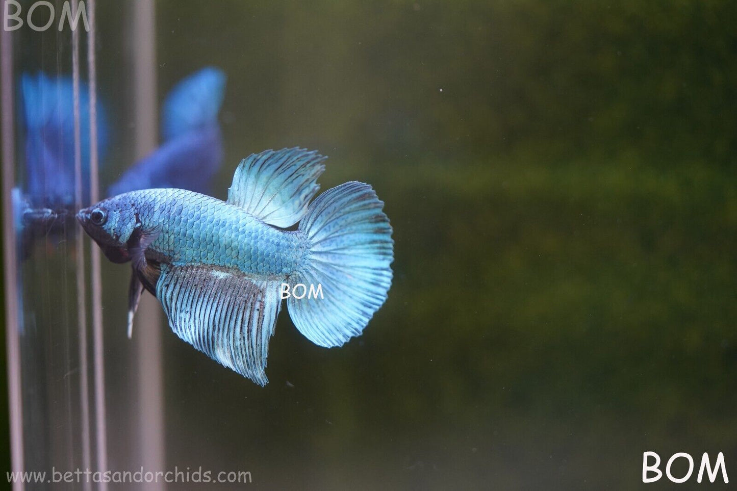 MALE BLUE MASKED FACE SERIES Plakat Betta Fish: Live HMPK BOM-A69