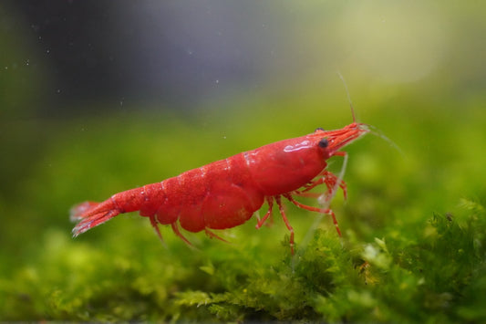 10+1 RED CHERRY SHRIMP Live Freshwater – Hardy & Peaceful – FREE Shipp