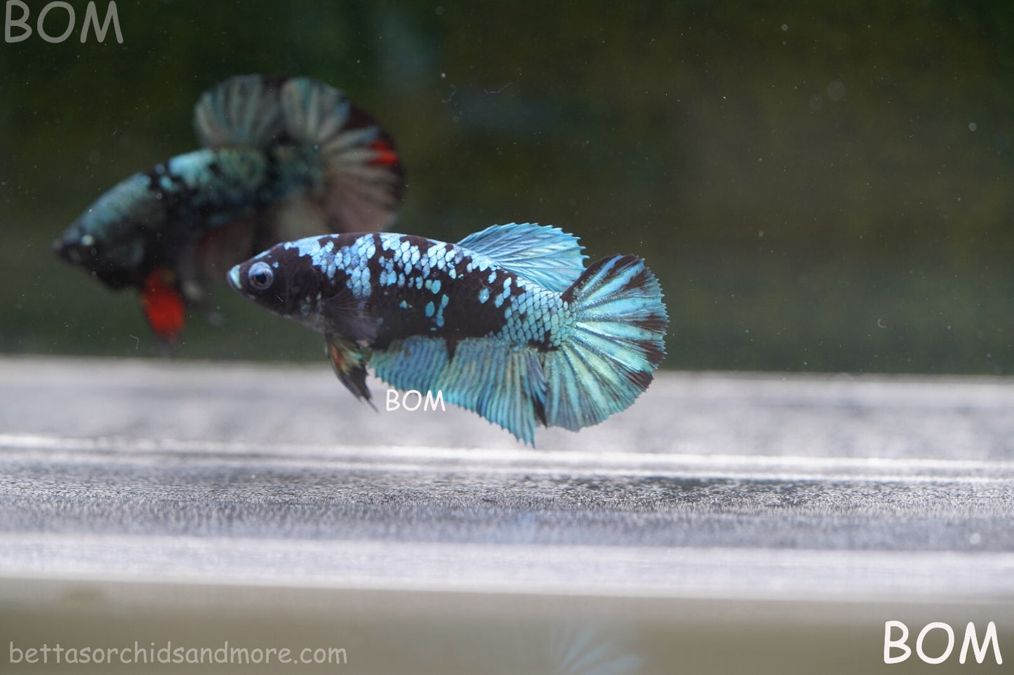 LIVE BETTA FEMALE HALFMOON BLUE AVATAR:  Unique Fish | BOM-A237