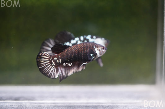 LIVE BETTA HMPK FEMALE BLACK MAMBA | BOM-A247