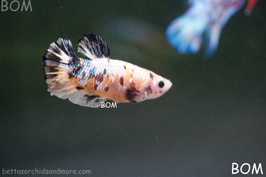 LIVE BETTA HMPK FEMALE BLACK BUMBLEBEE SERIES | BOM-A267