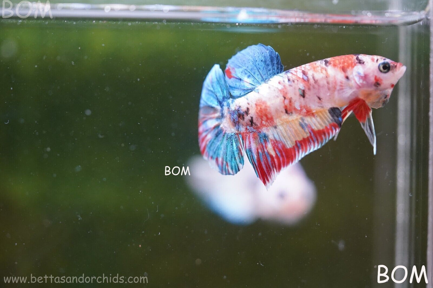 LIVE BETTTA BIG MALE MULTICOLOUR HMPK | BOM-A117