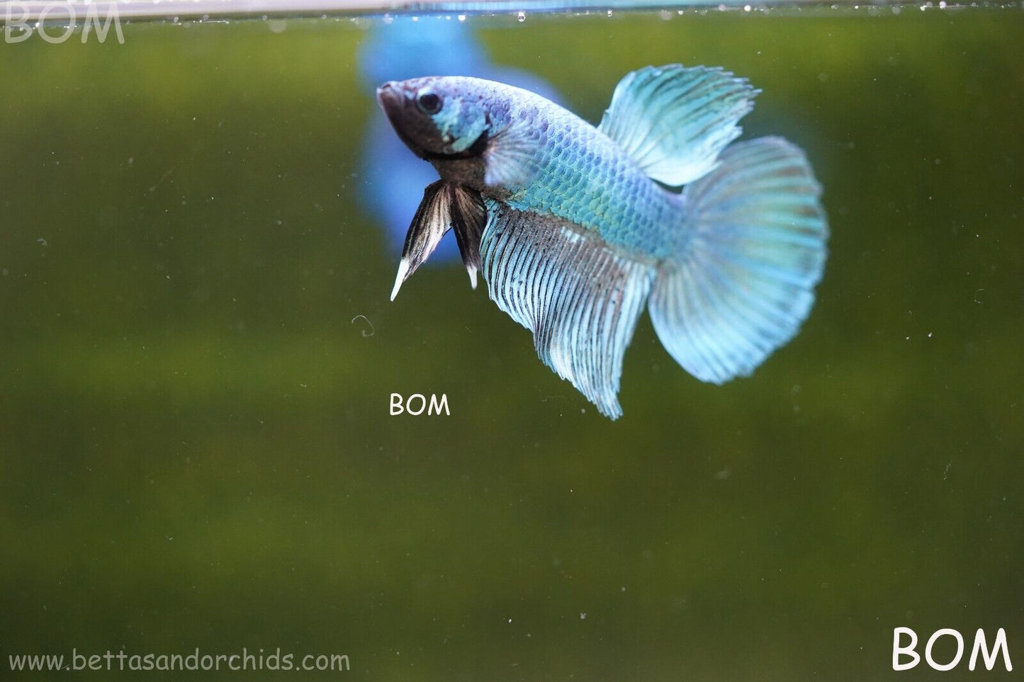 MALE BLUE MASKED FACE SERIES Plakat Betta Fish: Live HMPK BOM-A69