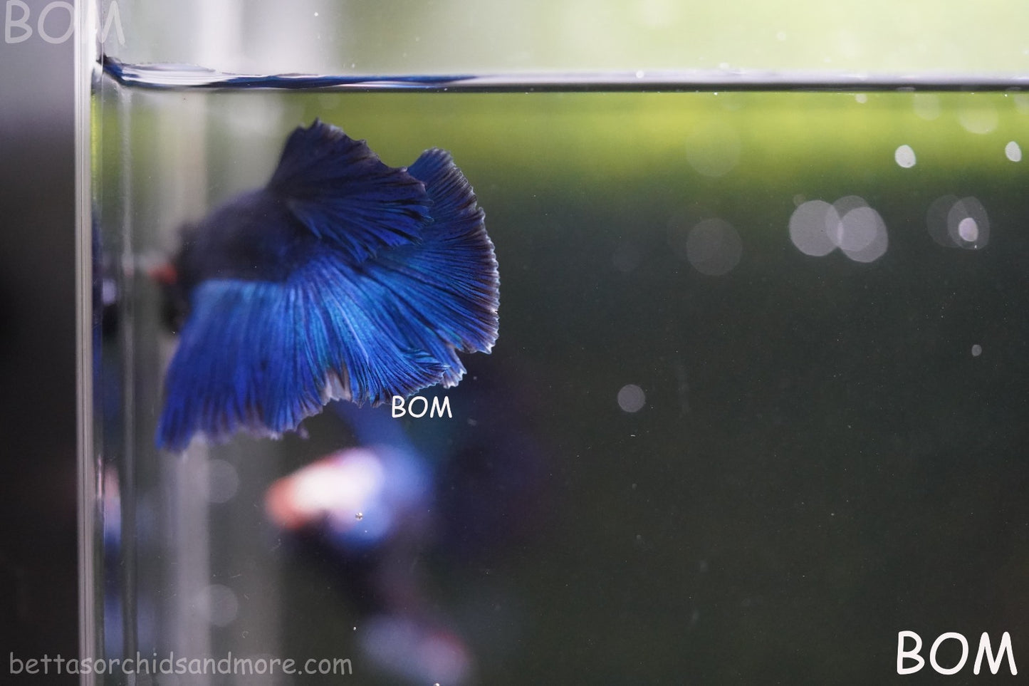 BETTA MALE LIVE HALF MOON TAIL BLUE BUTTERFLY  : Unique Fish | BOM-428