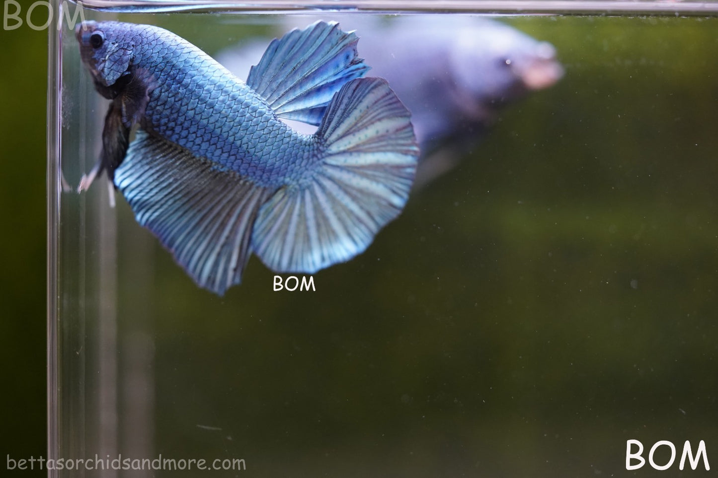 Betta Plakat GIANT MALE BLUE SERIES 5 CM BO | BOM-A309
