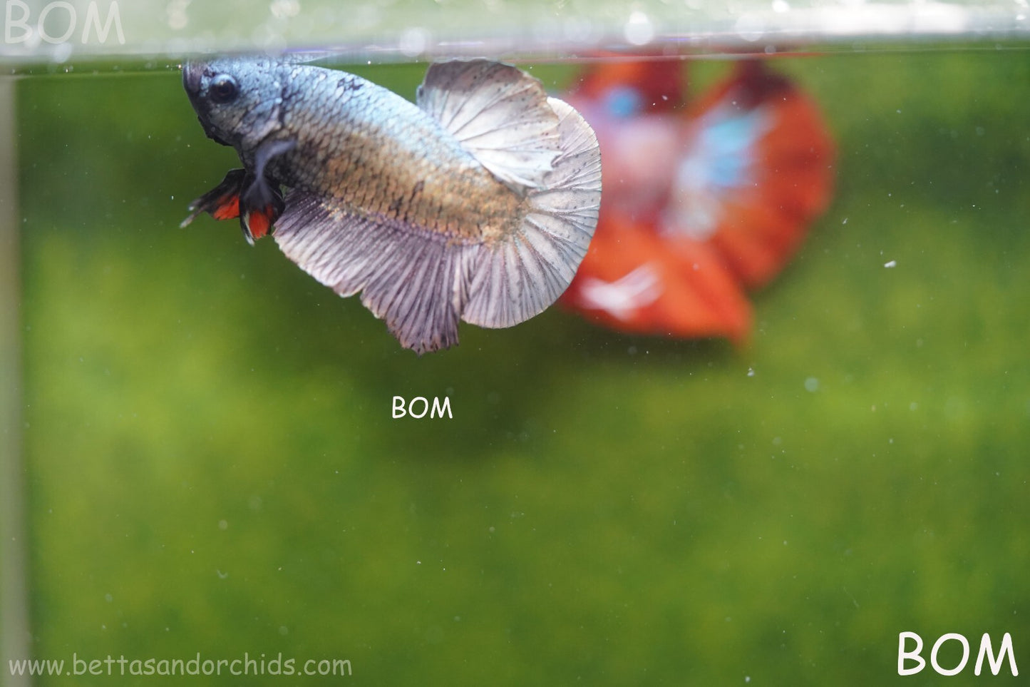 MALE COPPER SERIES HMPK Betta Fish: Live HMPK | BOM988