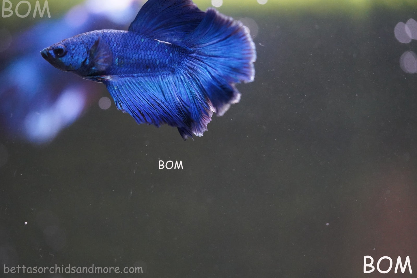 BETTA MALE LIVE HALF MOON TAIL BLUE BUTTERFLY  : Unique Fish | BOM-428