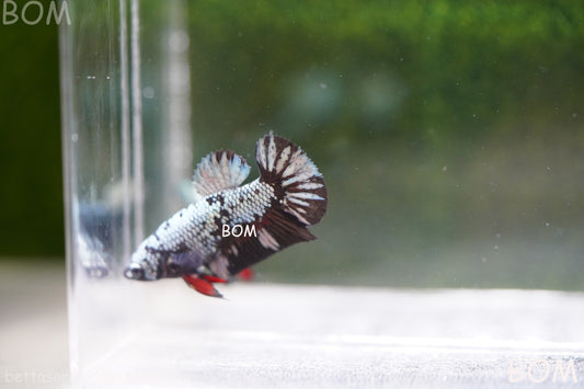 LIVE BETTA FEMALE AVATAR NEBULA:  Unique Fish | BOM-A235