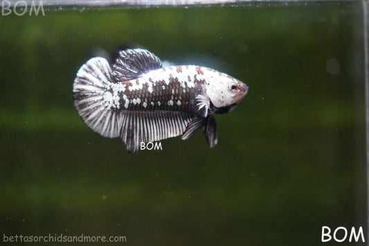 LIVE BETTA HMPK FEMALE BLACK MAMBA | BOM-A249