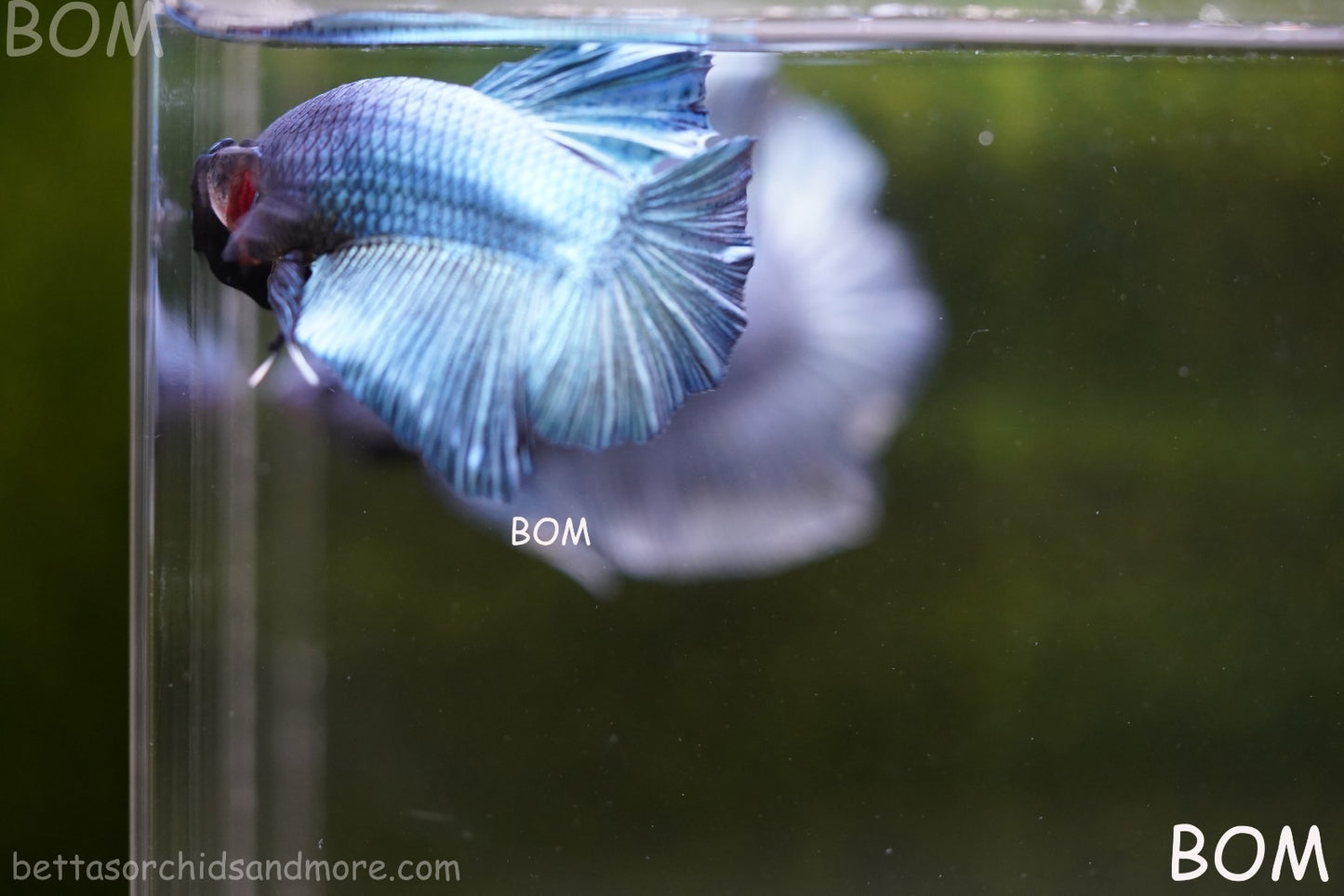 Betta Plakat GIANT MALE BLUE SERIES 5 CM BO | BOM-A309