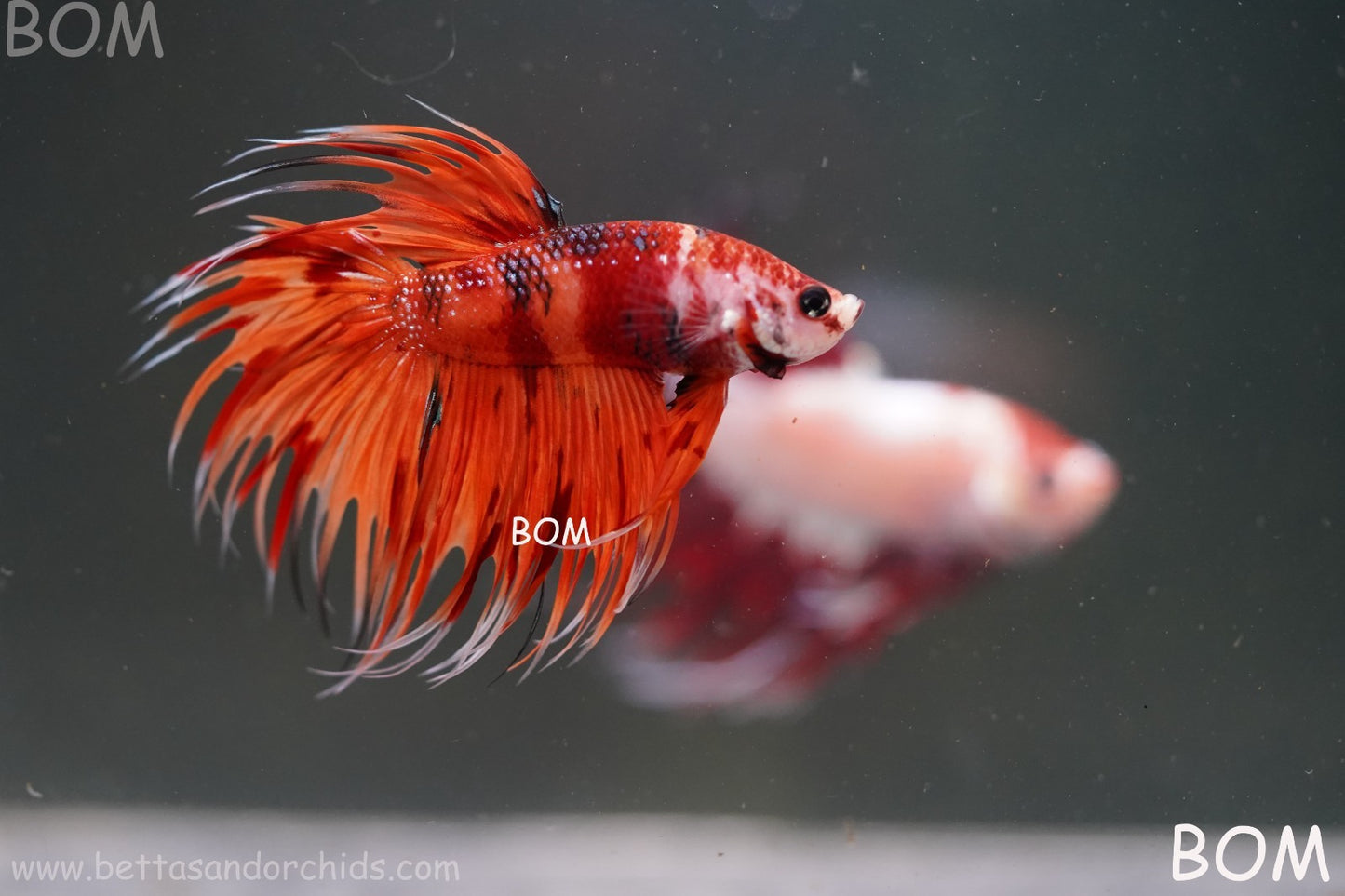 LIVE BETTA MALE CROWN REDS LEOPARDS :  Unique Fish | BOM-A299