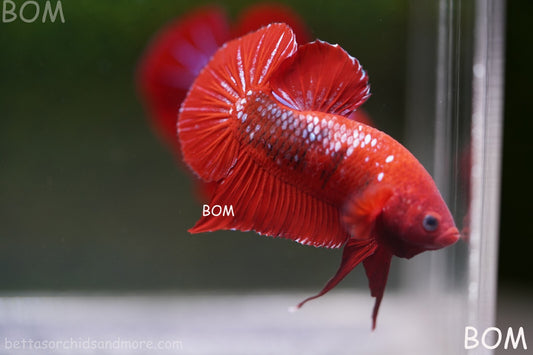 LIVE BETTA HMPK MALE FANCY RED | BOM-R08