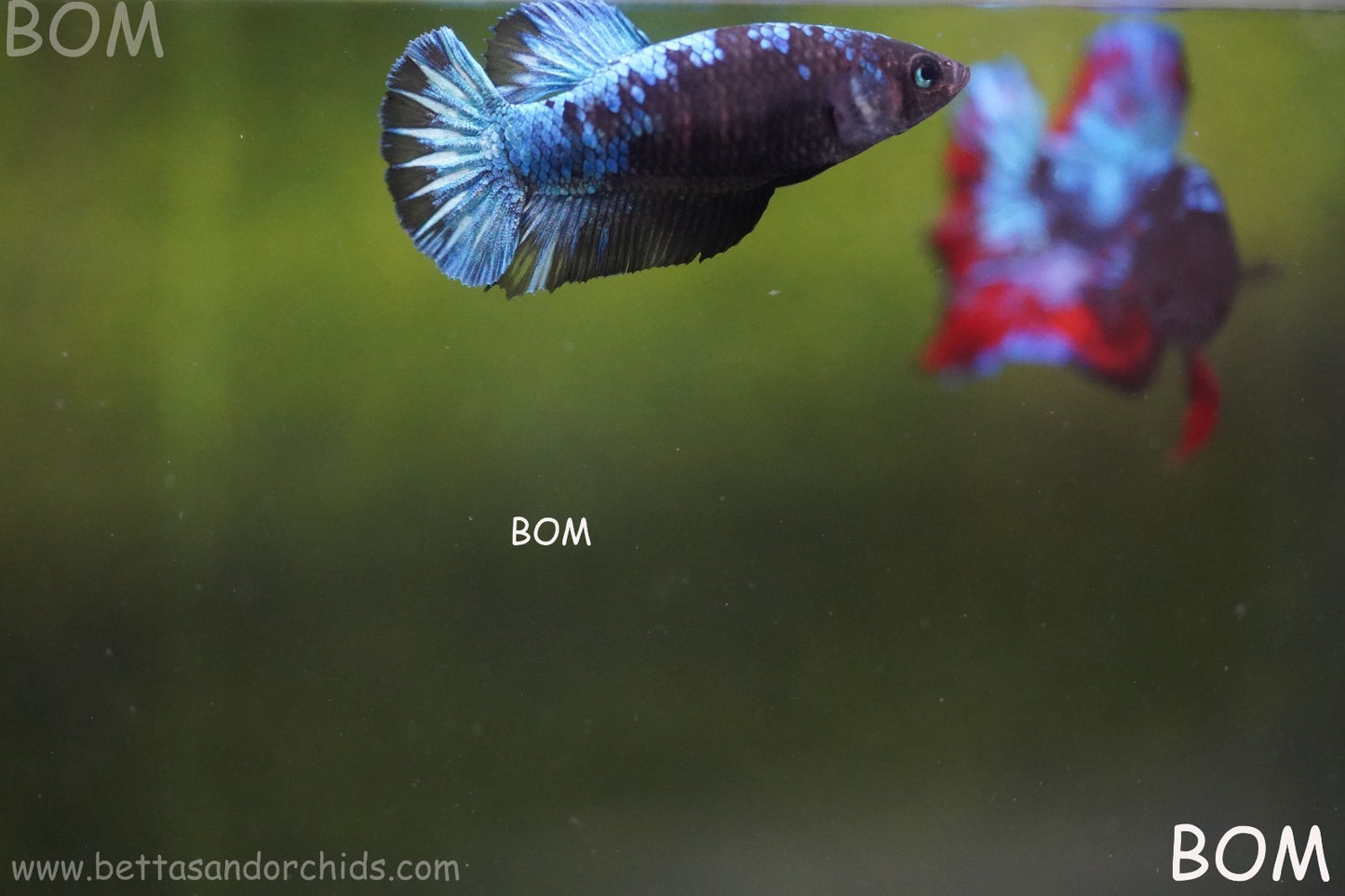 LIVE BETTA FEMALE HMPK GORDON GALAXY DUST | BOM-A504