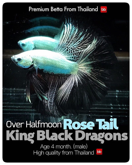 LIVE BETTA MALE ROSE TAIL KING BLACK DRAGONS :  Unique Fish | PLEASE READ