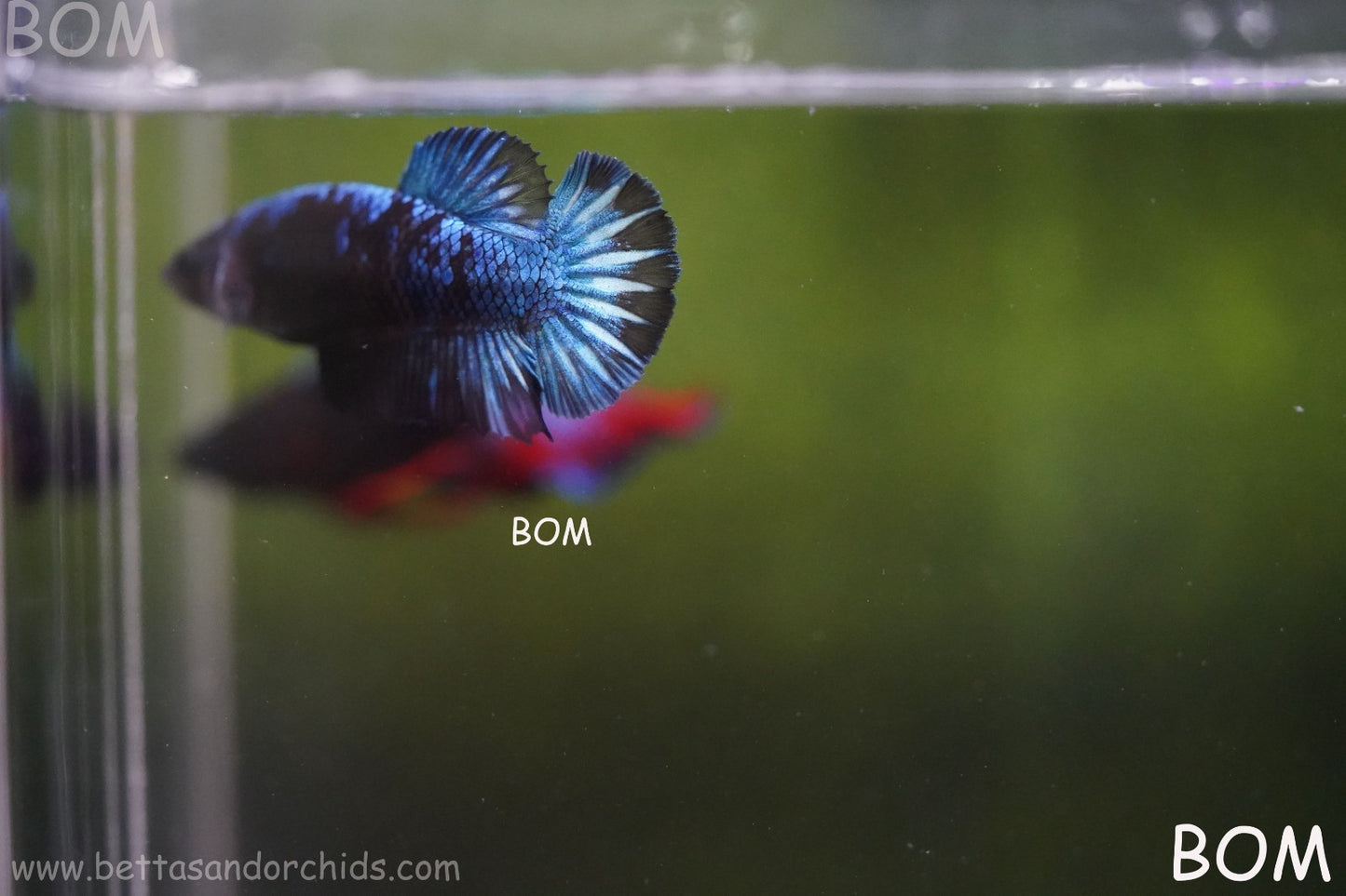 LIVE BETTA FEMALE HMPK GORDON GALAXY DUST | BOM-A504