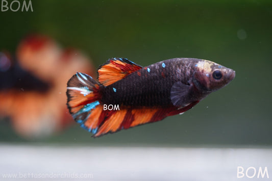 LIVE BETTA HMPK FEMALE BLACK VARIANT | BOM-A76