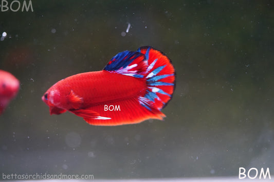 PREMIUM MALE HELLBOY HMPK BETTA Fish:Live HMPK | BOM-A273