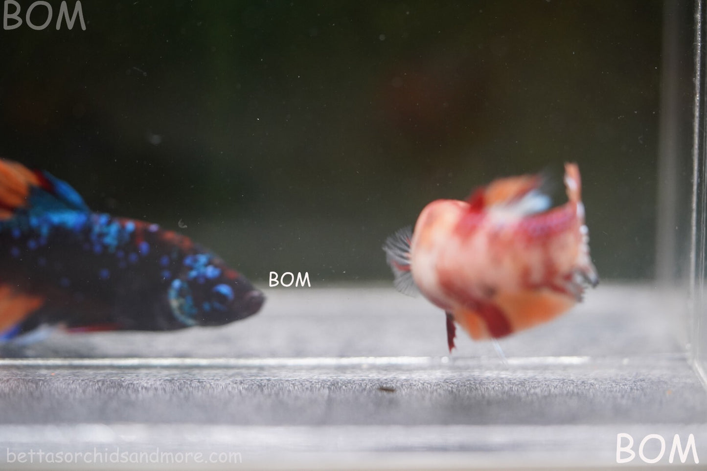 LIVE BETTTA BIG FEMALE MULTICOLOUR HMPK | BOM-A143