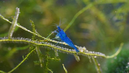 10+1 BLUE SOLID SHRIMP Live Freshwater – Hardy & Peaceful – FREE Shipp