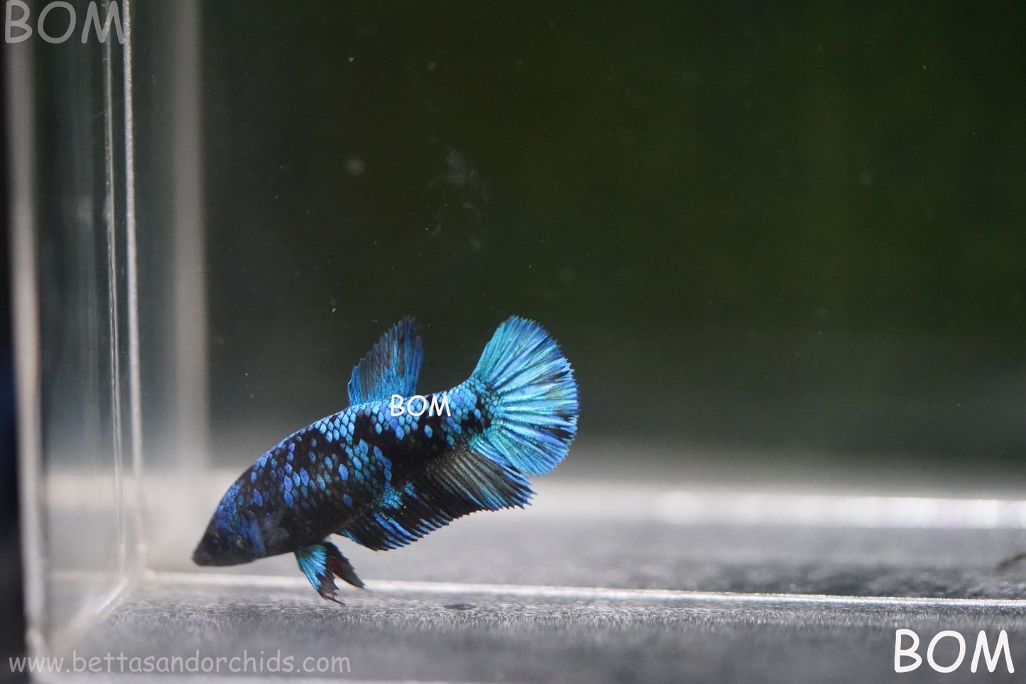 LIVE BETTA FEMALE HMPK GORDON GALAXY DUST | BOM-A503