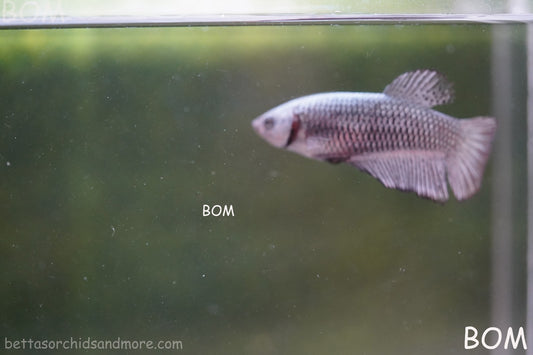 LIVE BETTA JUNIOR GIANT FEMALE COPPER | BOM-A316