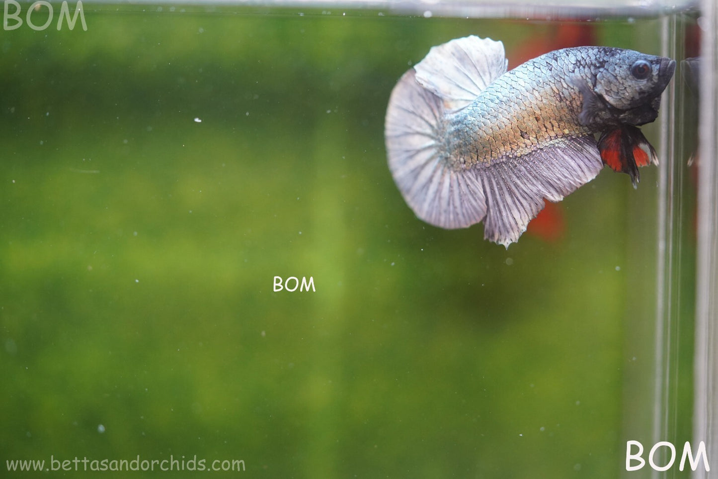 MALE COPPER SERIES HMPK Betta Fish: Live HMPK | BOM988