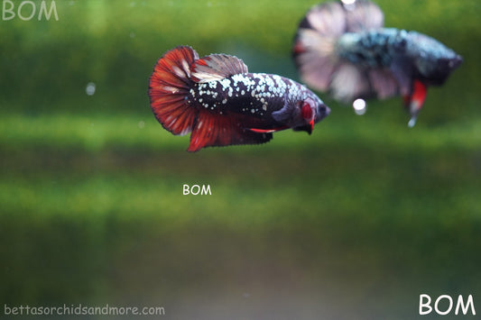 LIVE BETTA FEMALE AVATAR NEBULA:  Unique Fish | BOM-A233