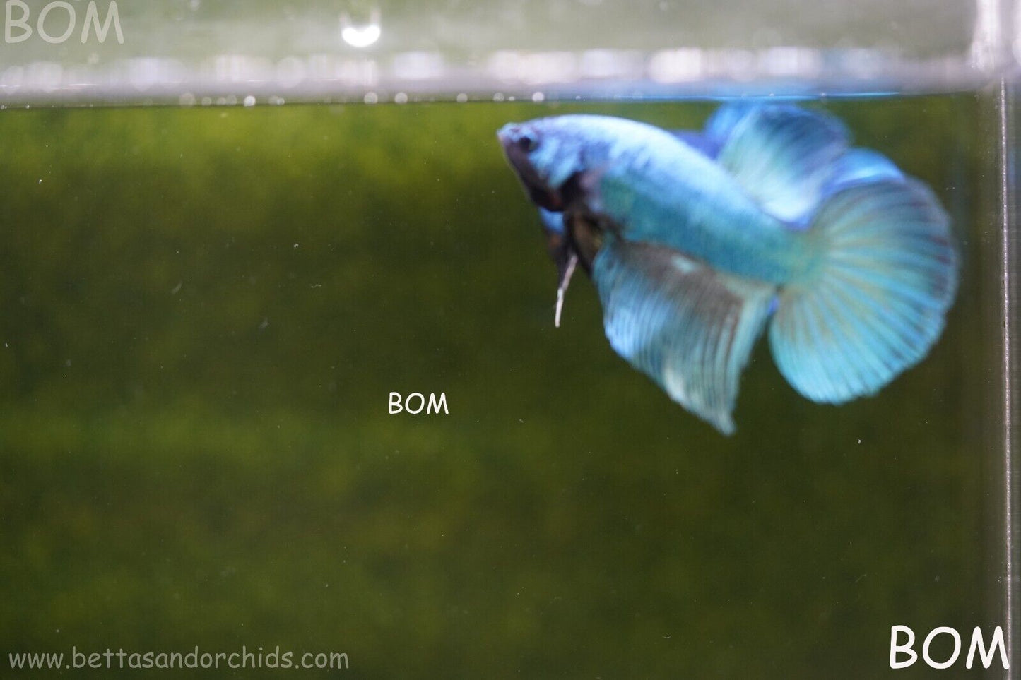 MALE BLUE MASKED FACE SERIES Plakat Betta Fish: Live HMPK BOM-A69