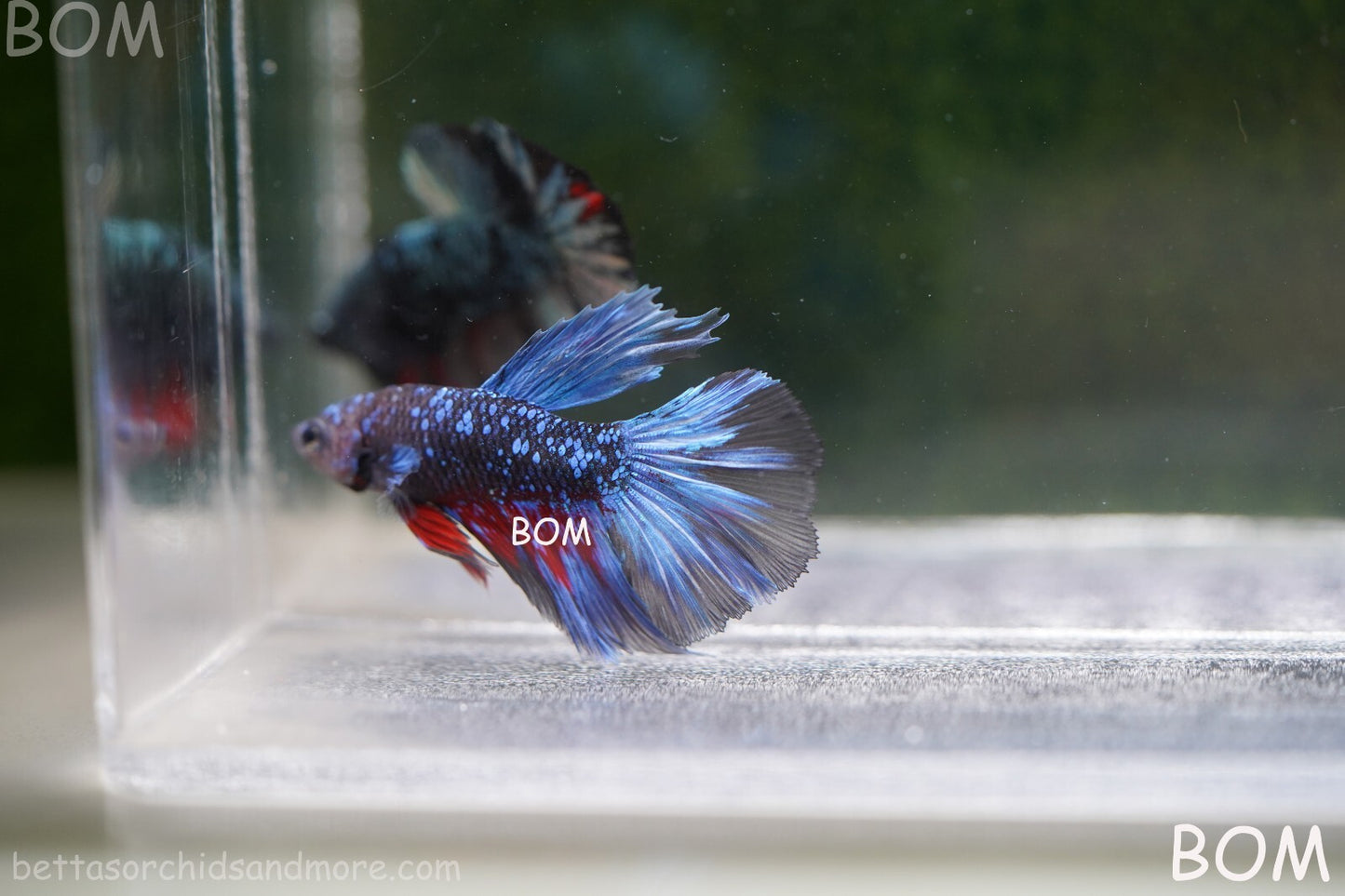 LIVE BETTA MALE HALFMOON BLUE AVATAR:  Unique Fish | BOM-A236