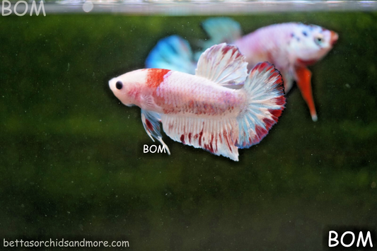 LIVE BETTA HMPK UNIQUE MALE TANCHO MULTICOLOUR | BOM-A268