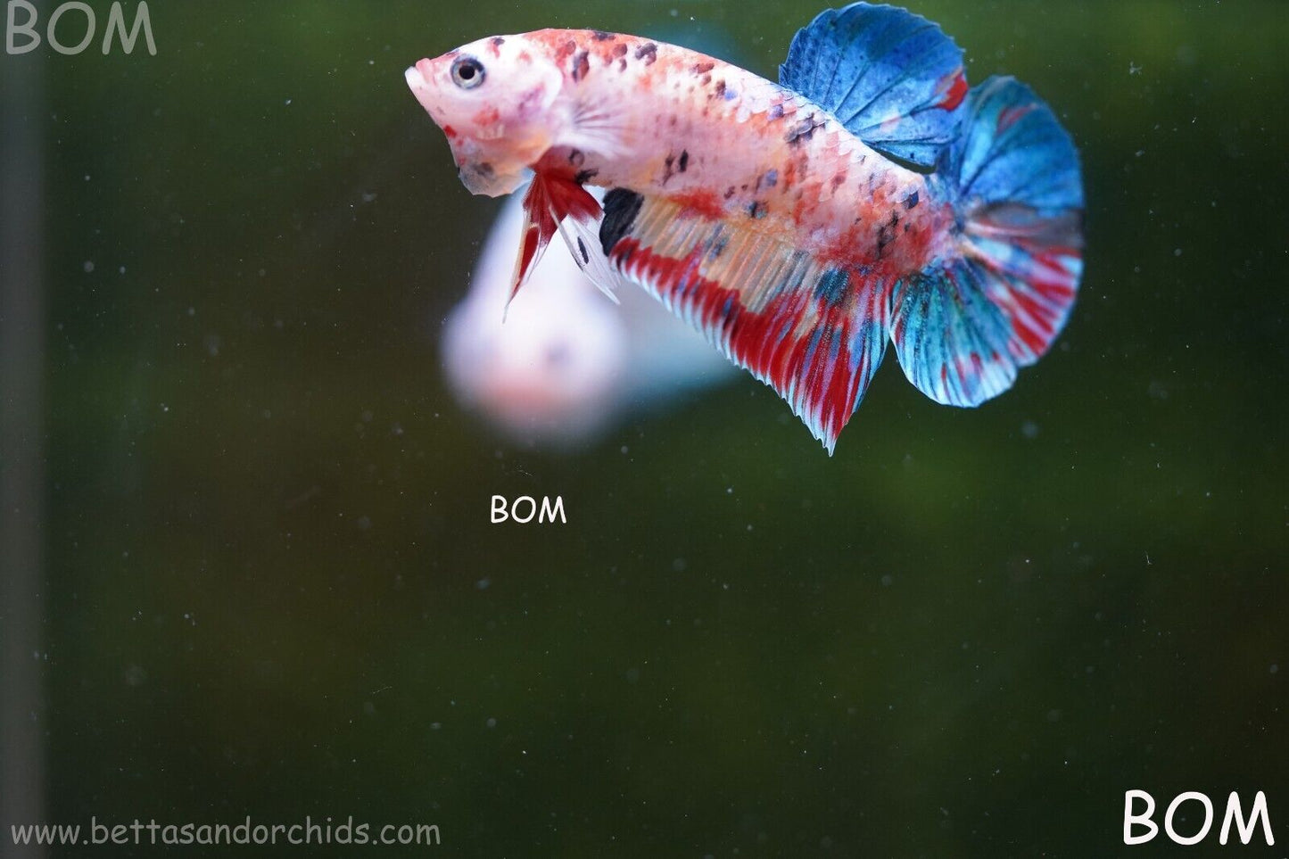 LIVE BETTTA BIG MALE MULTICOLOUR HMPK | BOM-A117
