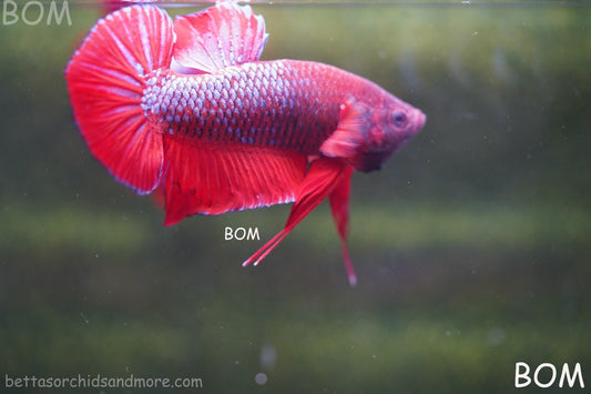 LIVE BETTA HMPK MALE FANCY RED | BOM-R06