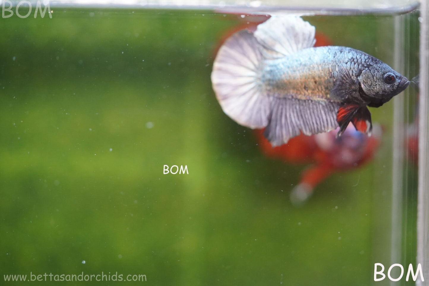 MALE COPPER SERIES HMPK Betta Fish: Live HMPK | BOM988