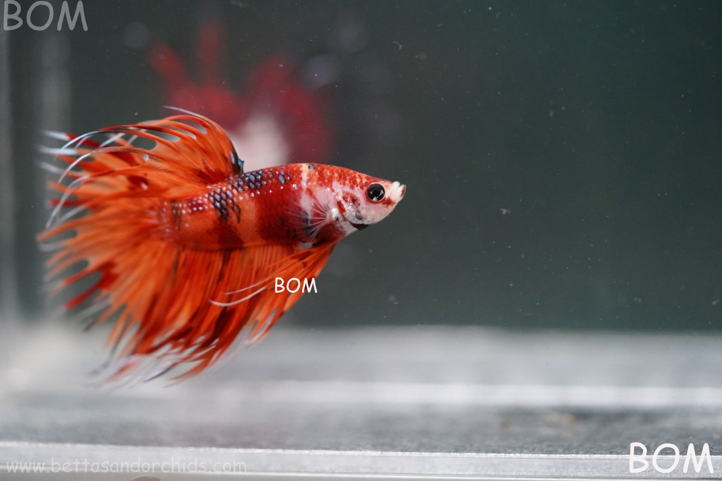 LIVE BETTA MALE CROWN REDS LEOPARDS :  Unique Fish | BOM-A299